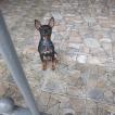 Thor, Pinscher