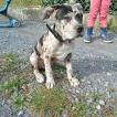 Sia, Cane Corso