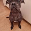 Simba, Staffordshire Bull Terrier