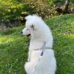 Filloa, Samoyede