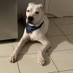 Samba, Dogo Argentino