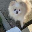 Nounours, Keeshond