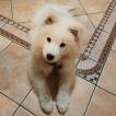 Sugar, Samoyede