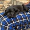 Pantera, Labrador Retriever