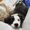 Pongo, Border Collie