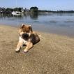 simone, Eurasier