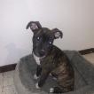 Kelio, Staffordshire Bull Terrier