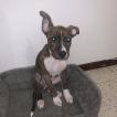 Kassie, Staffordshire Bull Terrier