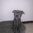 Kira, Staffordshire Bull Terrier