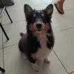 Tom, Cane da pastore scozzese Shetland
