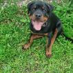 Samaël, Rottweiler