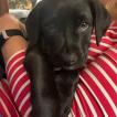 Kali, Labrador Retriever