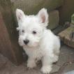 Sécotine, Westies