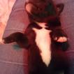Sweety, Labrador