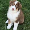 Snoopy, Berger Australien