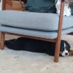 Kiko, Boyero De Berna