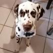 Simba, Dalmatien