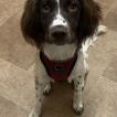 Maze, Springer spaniel inglés