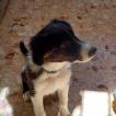 Snoopy, Border Collie