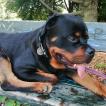 Zoltan, Rottweiler