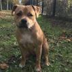 Dakota, Staffordshire Bull Terrier