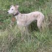 Sky, Whippet