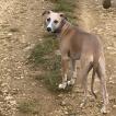 Sam, Whippet