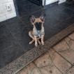 Princesa, Pastor Belga Malinois