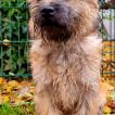 Finlay, Cairn Terrier