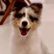 Nala, Pastor De Shetland