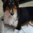 Wanda, Pastore Scozzese