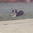Sonny, Border Collie