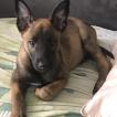 Hélios, Pastor Belga Malinois