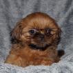Maui, Shih Tzu