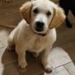 Kiara, Golden Retriever