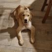Enzo, Golden Retriever