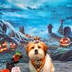 Luck, Lhassa Apso