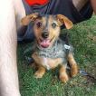 Ralph, Dachshund (Pelo Largo)