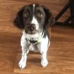 Sweety, English Springer Spaniel