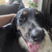 Oscar, Border Collie