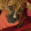 Spocky, Bouledogue Americain