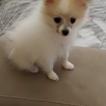 Zoe, Spitz