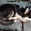 Inarius, Husky Siberiano