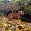 Albi, Cocker Spaniel