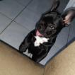 Nyx, Bulldog Francés