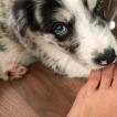 Kruger, Border Collie