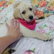 Mya, Labrador Retriever