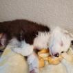 Loki, Border Collie