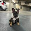 Nova, Bulldog Francés