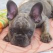 Perla, Bulldog Francés